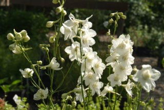 Delphinium  'Casa Blanca' Ridderspoor bestellen